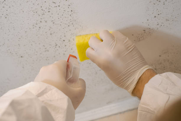 Mold Odor Removal Services in Honolulu, HI